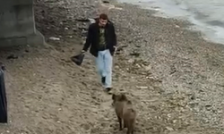 Bursa’da aç kalan domuz Mudanya sahiline indi