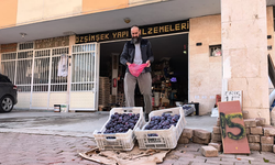 Bursalı çiftçi erikleri dalında bırakmadı, çöpe atmadı fenomen oldu