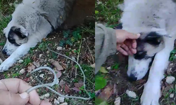 Ormanda tuzağa yakalanan köpeği arama kurtarma ekipleri kurtardı