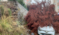 Bursa’da yağış sonrası korkutan olay! Ağaç otomobilin üzerine devrildi