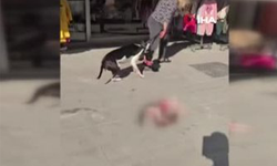 Esenyurt’ta sokakta kedi parçalayan Pitbull sahibine 95 bin TL ceza