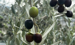 Bursa'da bu sezon 165 bin ton sofralık, 125 bin ton yağlık zeytin bekleniyor