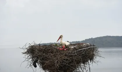 Yaren leylek ile balıkçı Adem Yılmaz 13. kez kavuşmasıyla Karacabey yerli turistlerle doldu