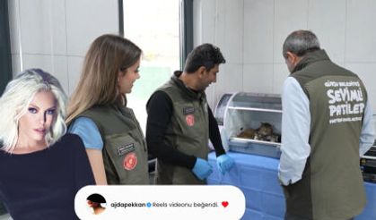 Süperstar Ajda Pekkan’dan Gürsu’daki yavru kedilere destek