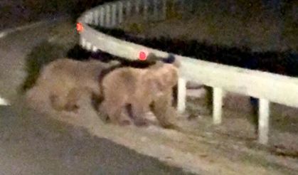 Gece sürprizi: İki ayı yavrusu kamerada