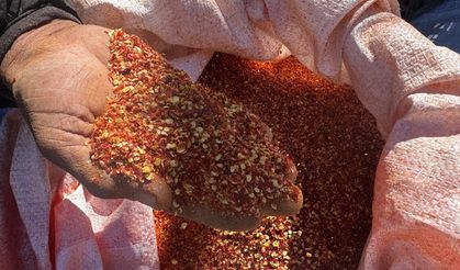 Ata tohumu pul bibere yoğun ilgi