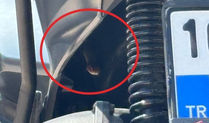 Bursa’da motosikletten çıkan yılan şoke etti
