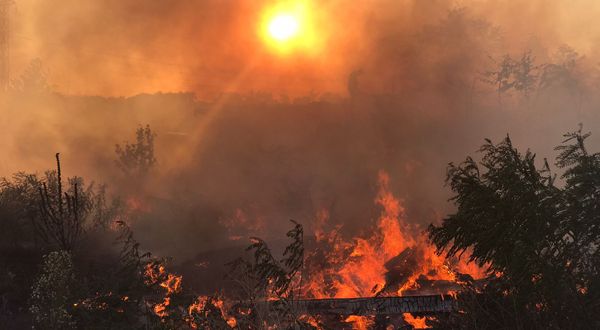 Edirne'de piknikçilerin mangalı yangına neden oldu