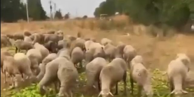 Hayvanlara yedirilen biberlerle ilgili gerçek farklı çıktı!