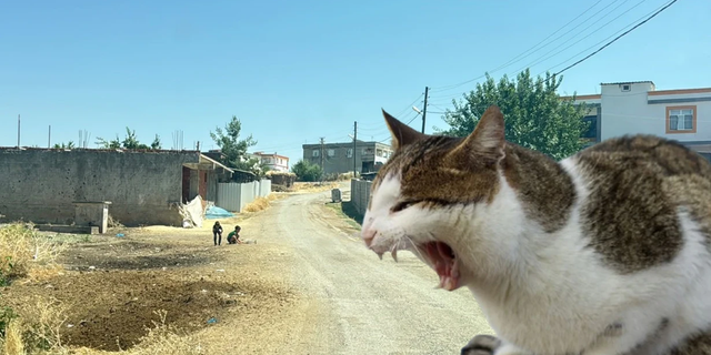 Diyarbakır'da kuduz vakası: Kedinin ısırdığı 4 yaşındaki çocuk entübe edildi!