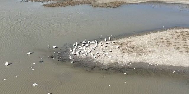 Karacabey'de göl üzerinde pelikanlar havadan görüntülendi