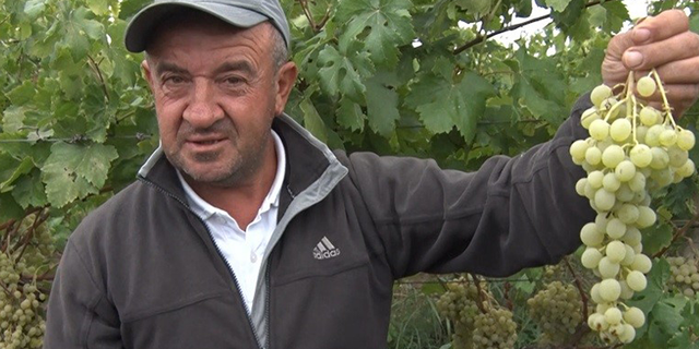 Sarı altın Müşküle üzümünde hasat heyecanı başladı