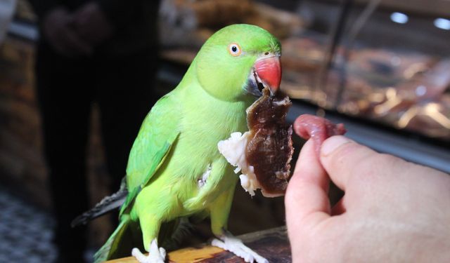 İzmir'de kasap Mehmet Günbey'in papağanı lüks et yiyor