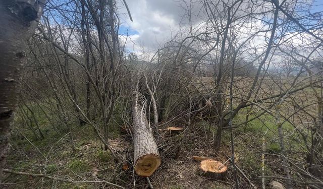 Bilecik Yenipazar ilçesinde Muzaffer Orkan arkadaşının kestiği ağacın altında kaldı