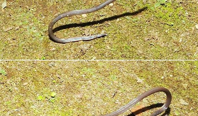 Takla atan cüce kamış yılanı ilk defa görüntülendi