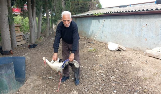 Bursa'da yaralı leylek tedavi edildi