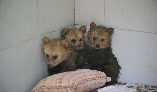 Bursa'da sevimli ayılar barınağın yeni maskotları oldu