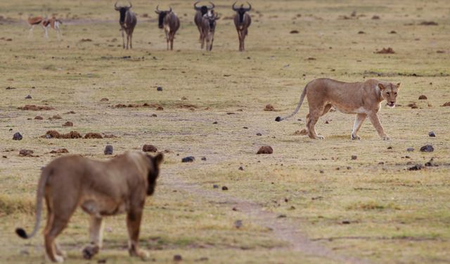 Milli Park'ta 6 aslan ölü bulundu