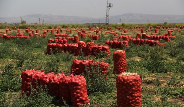 Amik Ovası'nda soğan hasadı hızlandı, fiyatlar geriledi