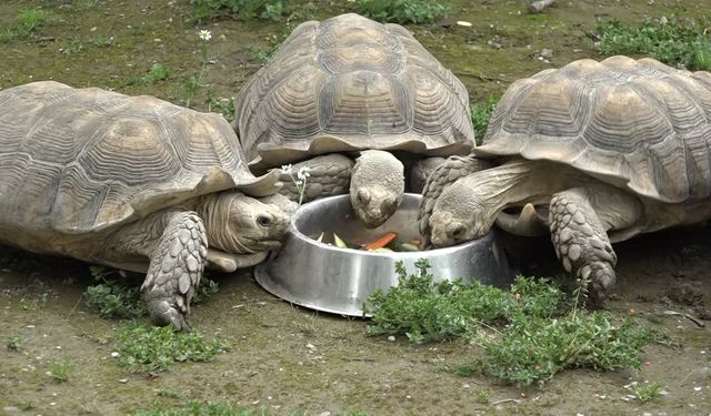 Bursa'da kaplumbağalara Dünya Kaplumbağa Günü'nde ziyafet