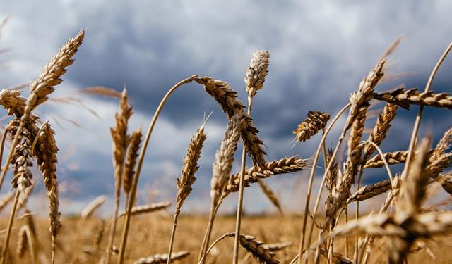 Hem buğday hem arpa fiyatları düşüşte! Güncel liste…