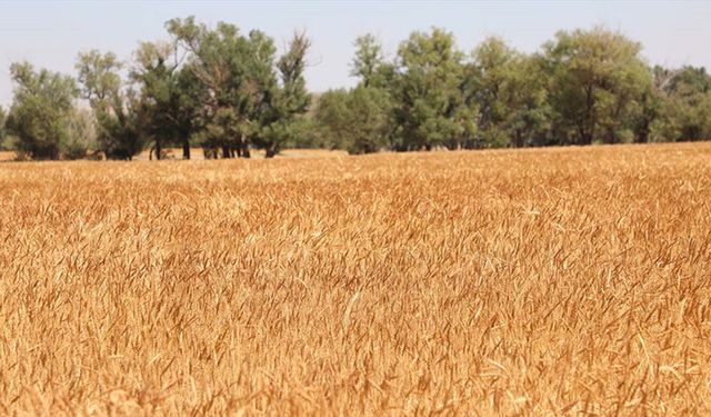 Bakan Vahit Kirişci duyurdu: Buğdayda 21 milyon ton rekolte bekleniyor