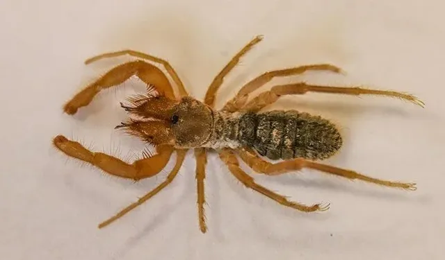 Cennet Cehennem Vadisi'nde yeni örümcek türü keşfedildi
