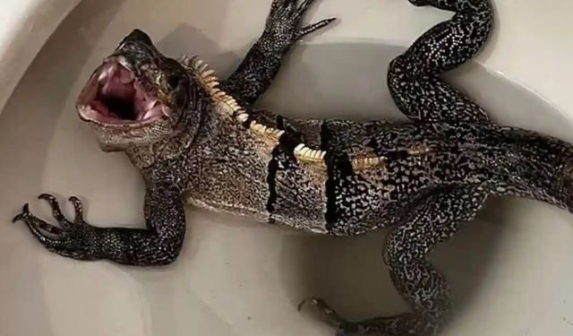 Florida'da klozetten iguana çıktı