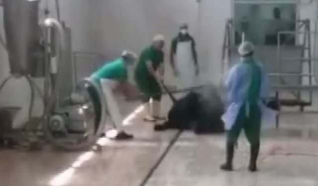 Adana’da hayvanı başından vurarak öldüren çalışanlara gözaltı