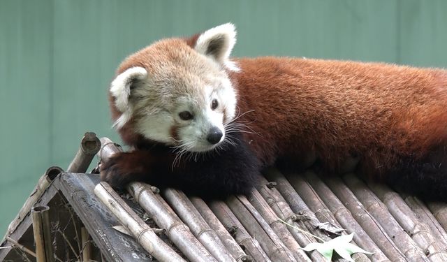 Macaristan'dan Bursa'ya Kızıl Panda getirildi