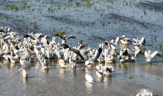 Ak pelikanlar Afrika’nın tozundan Bursa’da arındılar