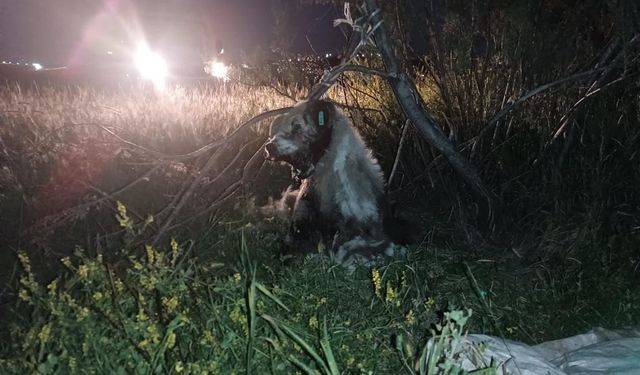 Ankara Yenimahalle ilçesinde vahşet! 17 köpek ağaca asılmış halde bulundu