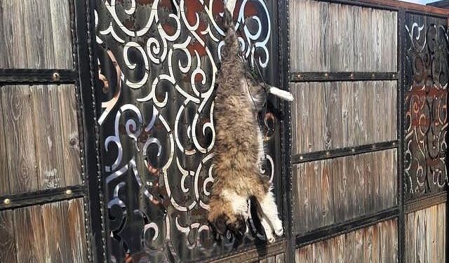 Manisa Turgutlu ilçesinde evin kapısına iple asılı halde ölü sokak köpeği bulundu