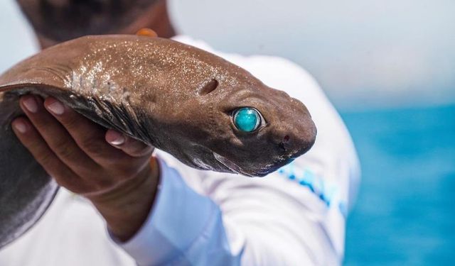 Antalya'da ışık saçan köpek balığı bulundu