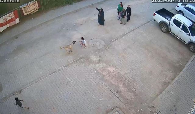 Şanlıurfa’da sokak köpeği, kız çocuğunun yüzünü parçaladı