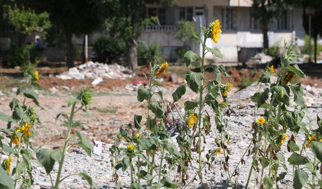 Kahramamaraş'ta enkaz altından ay çekirdekleri çiçek açtı