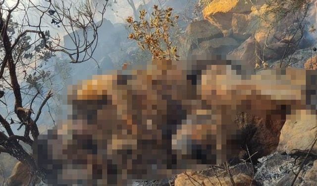 Muğla Marmaris ilçesindeki orman yangınında bulunan ceset Belçika vatandaşı çıktı