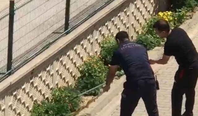 Bursa İnegöl’de evin bahçesine giren yılan vatandaşları korkuttu