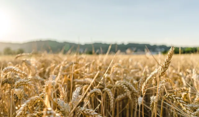 TOBB açıkladı: Buğday ve arpa fiyatları artacak mı?