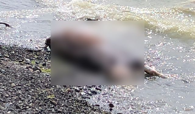 Zonguldak Ereğli ilçesinde inek cesedi sahile vurdu
