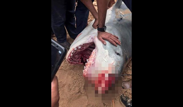 Mısır'da halk plajında köpekbalığı saldırısına uğrayan Rus turist öldü