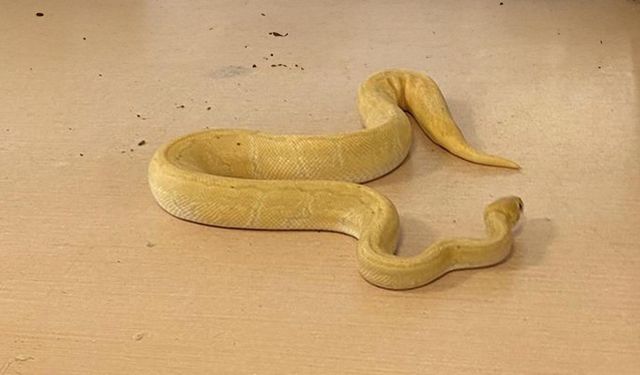 Kapıkule Sınır Kapısı'nda tırın içindeki yılanlar yakalandı