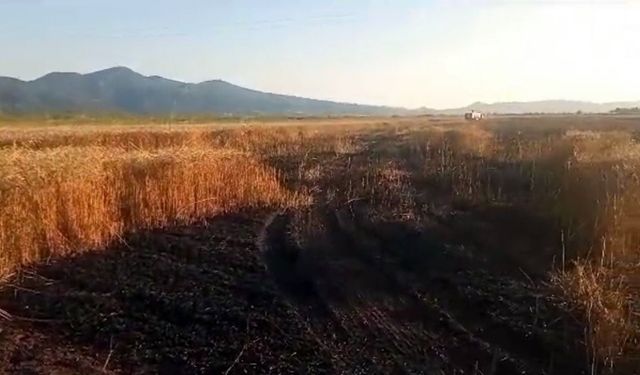 Sakarya'da 15 dönümlük buğday tarlası kül oldu