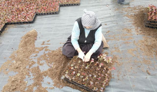 Çiftçilerin özenle yetiştirdiği çiçekler, Bursa'yı donatıyor