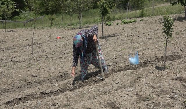 Bursa'da havaların geç ısınması, çiftçiyi de etkiledi
