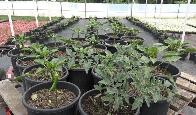 Bursa'da saksıya ektiği bitkilerden 25 kg ürün bekliyor