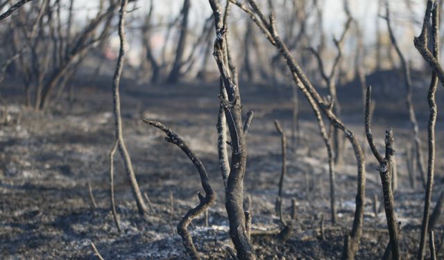 Adana Sarıçam ilçesindeki orman yangınında sabotaj iddiası