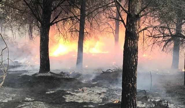 Çanakkale Gökçeada ilçesinde orman yangını