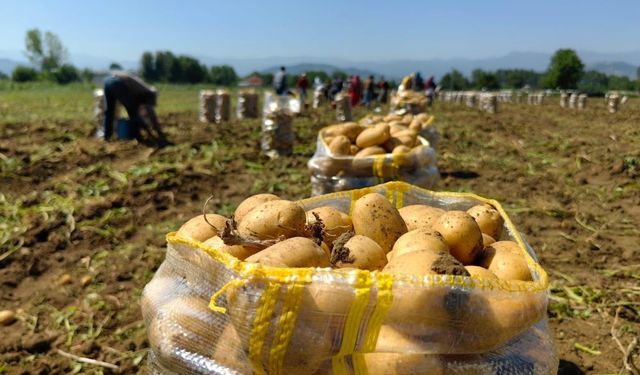 Bursa İnegöl'de patates hasadı başladı