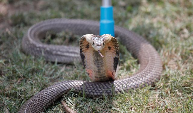 Hindistan’da bir kadın, erkek arkadaşını zehirli kobra ile öldürdü